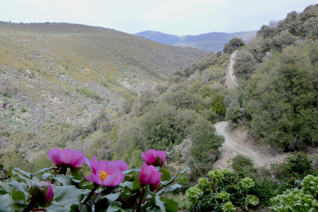 B&B La Genziana Fonni Luaran gambar
